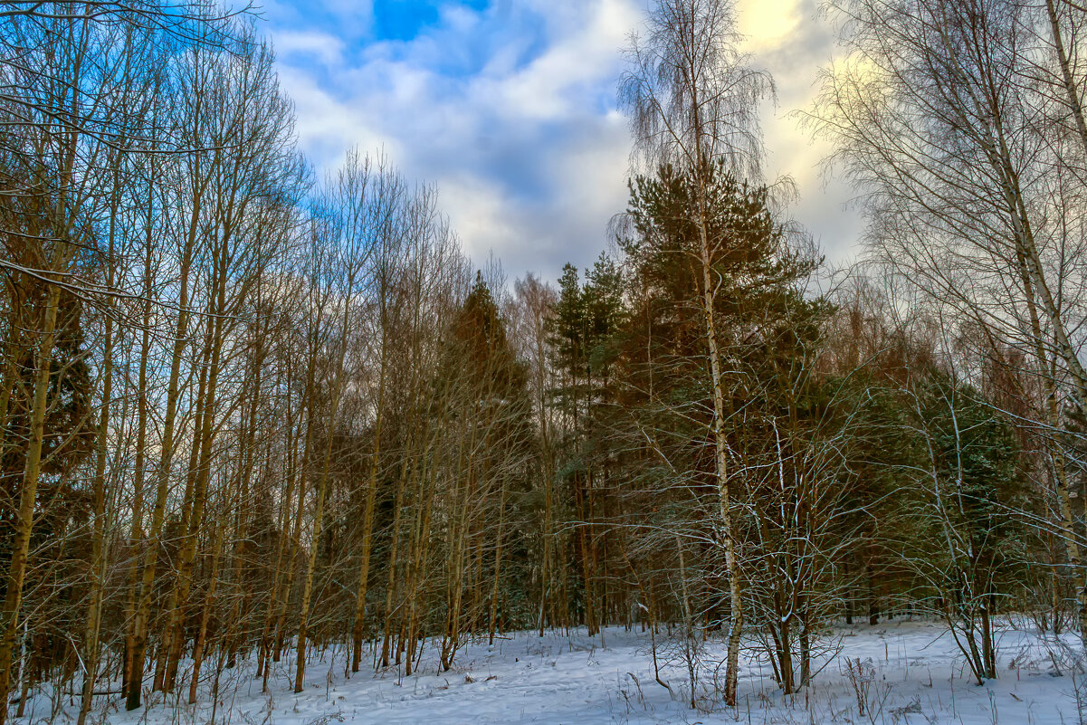 Зима в лесу - Сергей Цветков Зима в лесу - Сергей Цветков