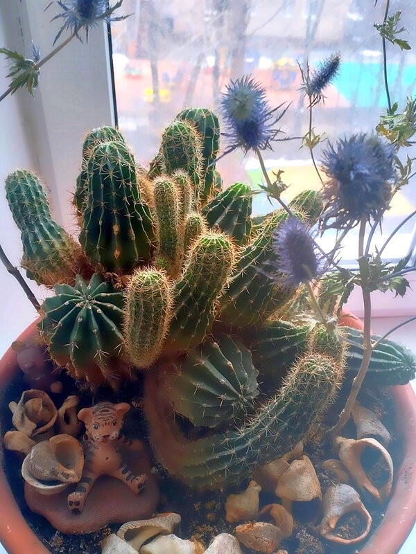 Композиция с кактусом - Ольга Довженко Композиция с кактусом - Ольга Довженко