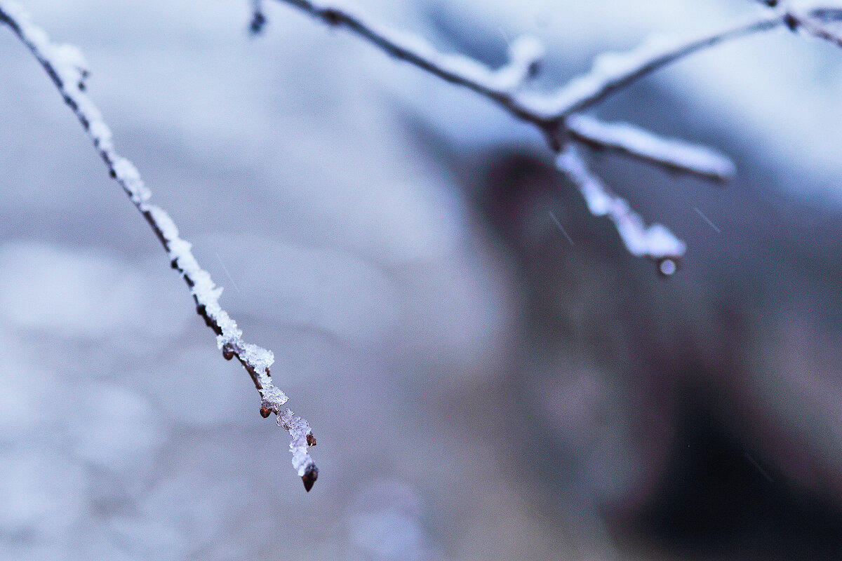 Вишенка - Юрий Гайворонскiий