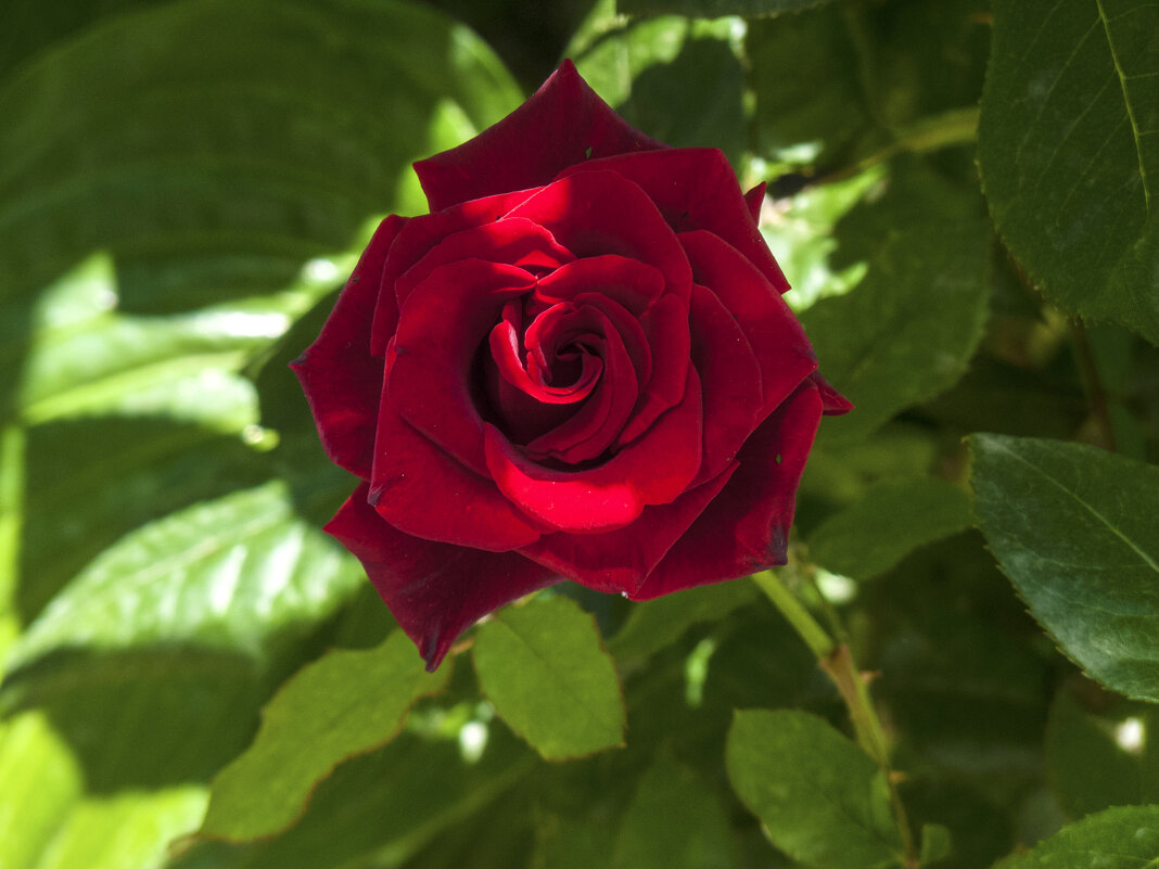 Алая  роза - Валентин Семчишин