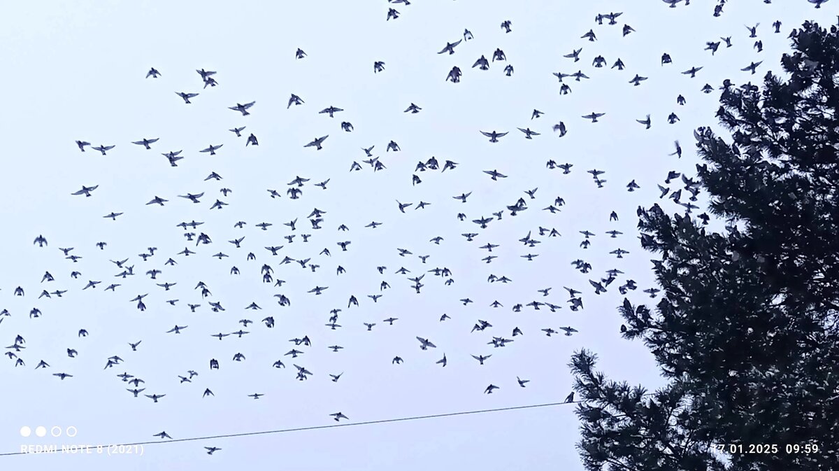 свиристели зимой - Ольга Конькова