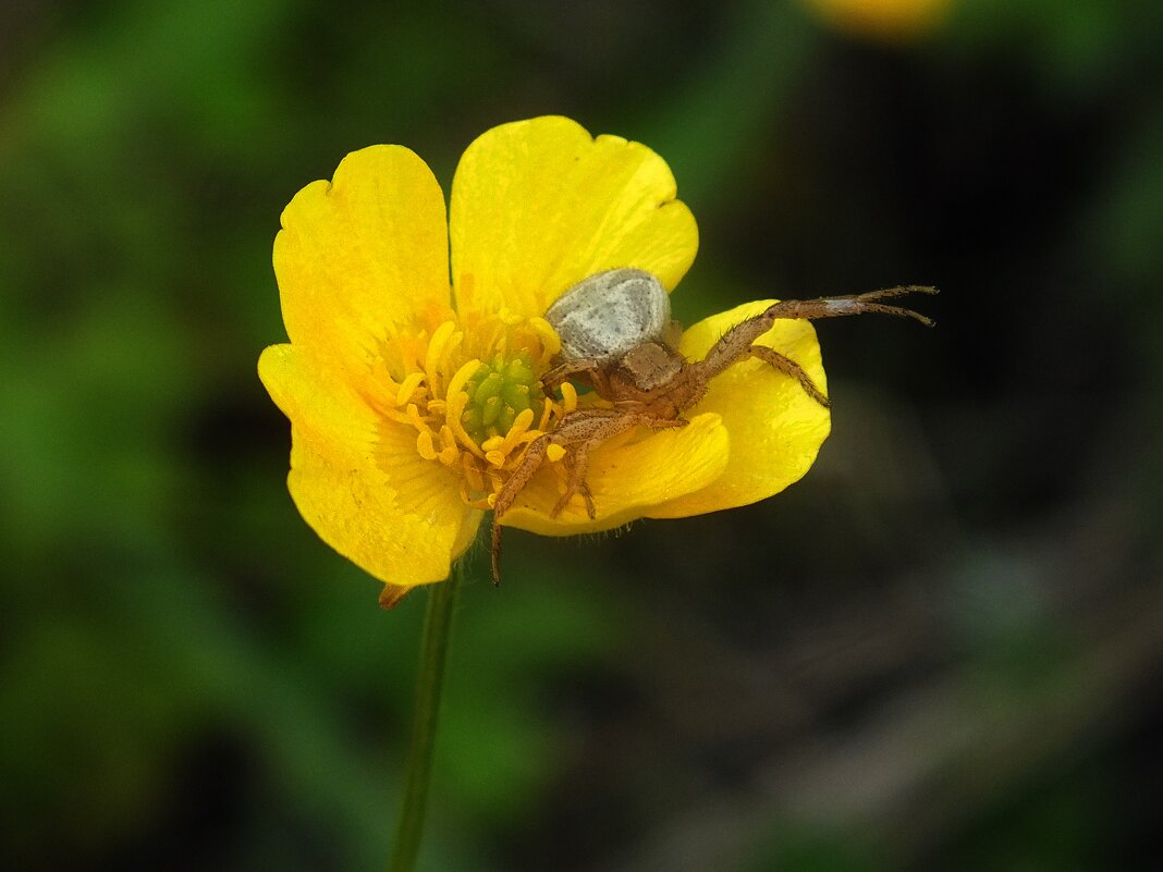 **** - Зоя Мишина **** - Зоя Мишина