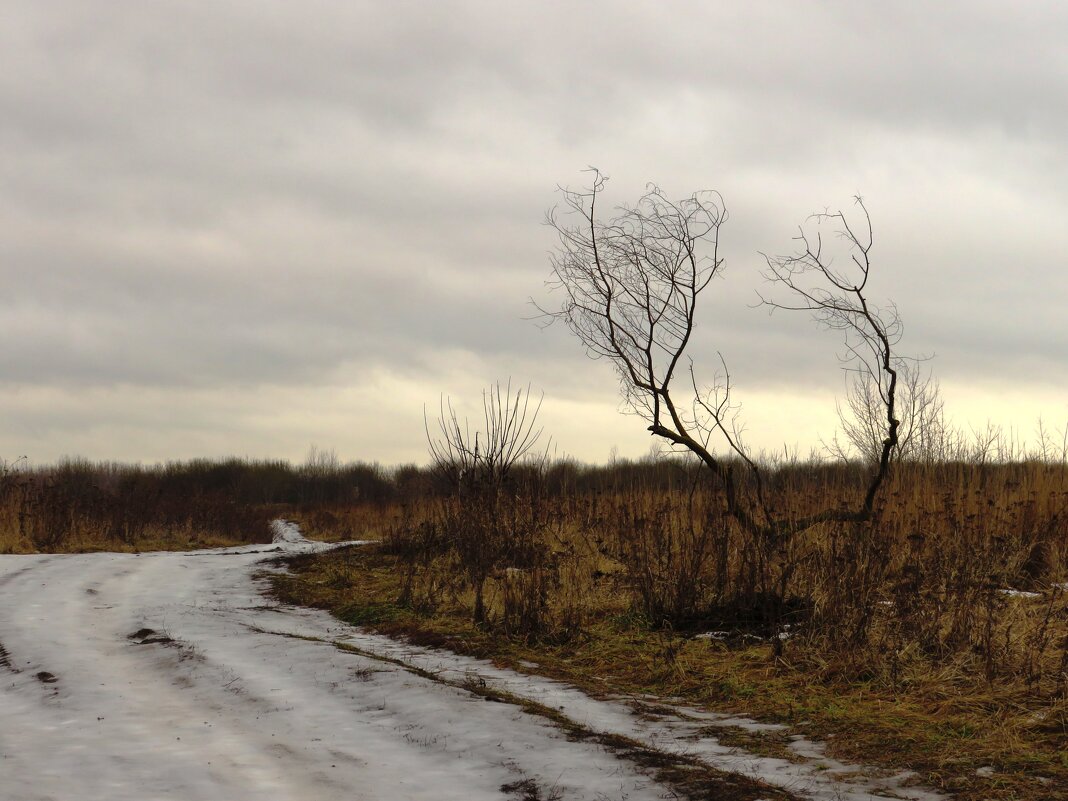 Кустик у дороги - Андрей Снегерёв Кустик у дороги - Андрей Снегерёв