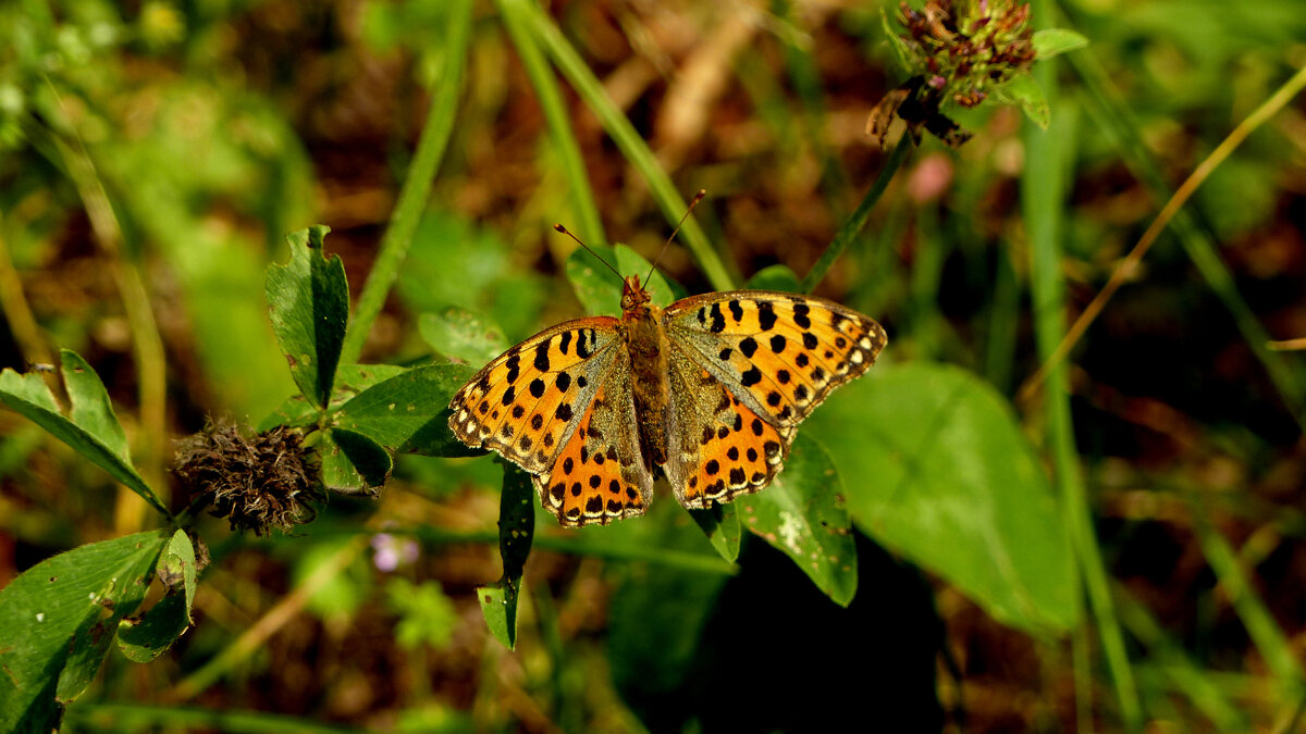 опять про бабочек 225 - Александр Прокудин опять про бабочек 225 - Александр Прокудин