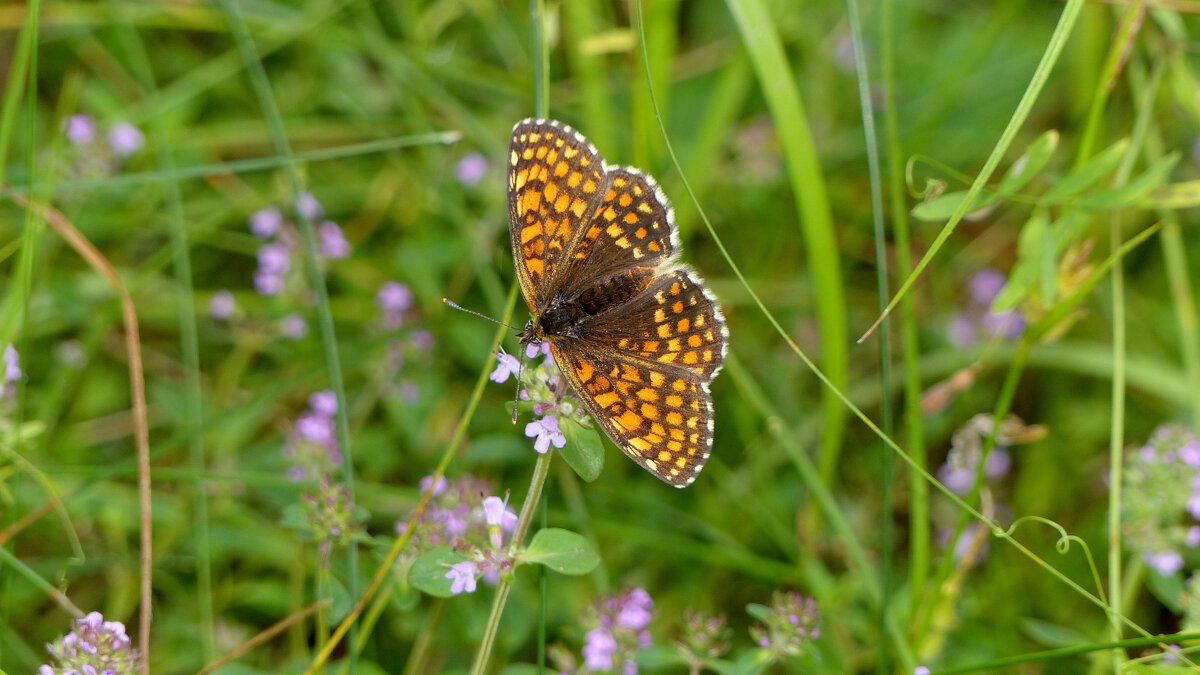 опять про бабочек 226 - Александр Прокудин опять про бабочек 226 - Александр Прокудин