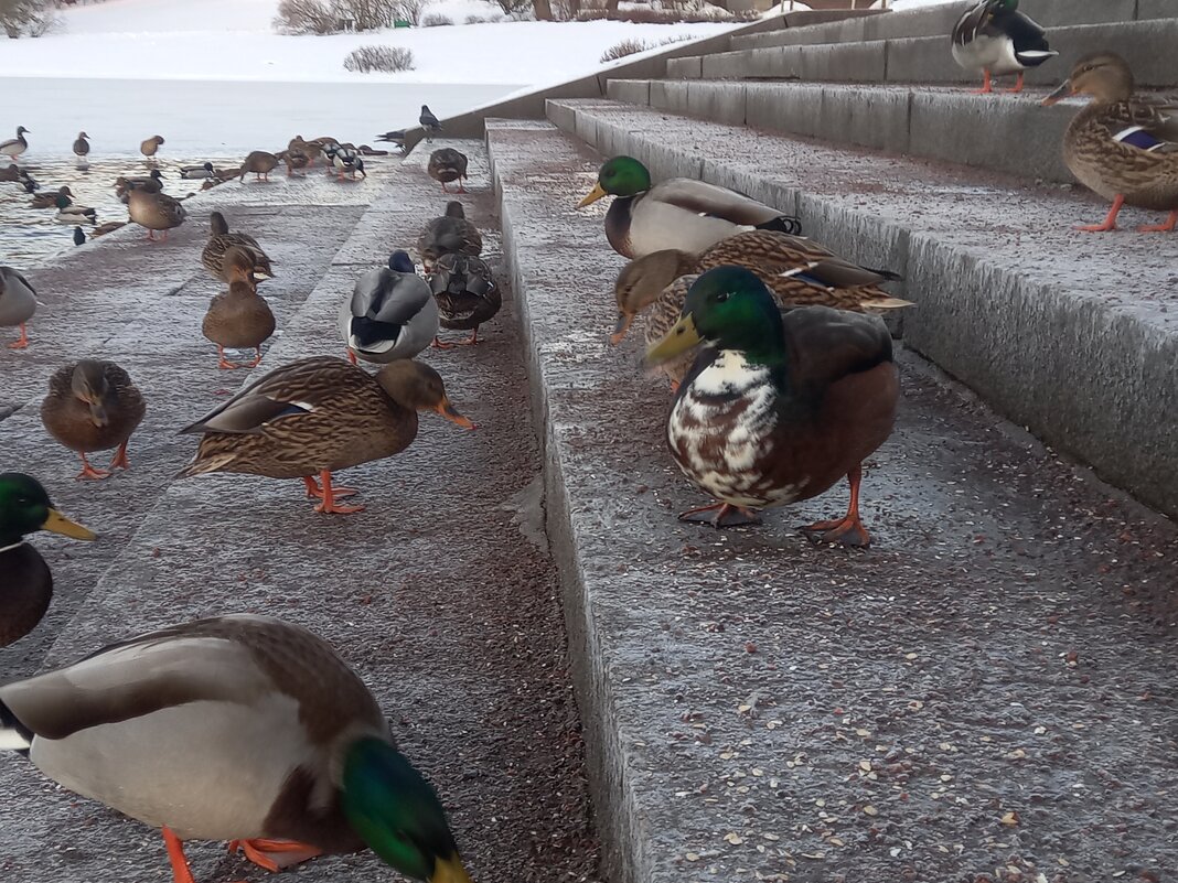 Утки - Сапсан 