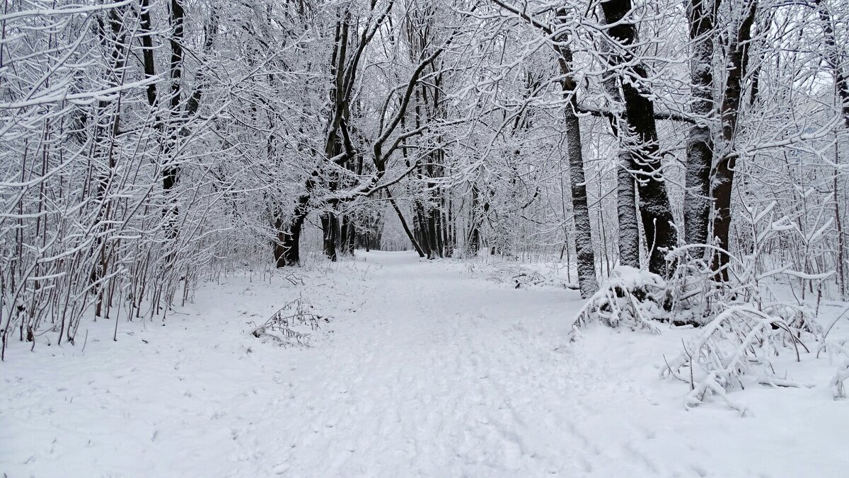 Зимний парк. - Милешкин Владимир Алексеевич Зимний парк. - Милешкин Владимир Алексеевич