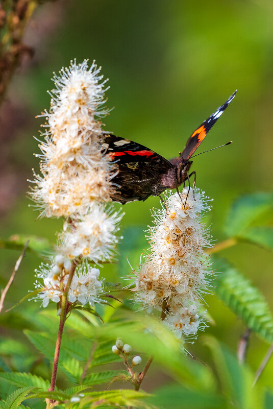 Летние моменты - Владимир Лазарев