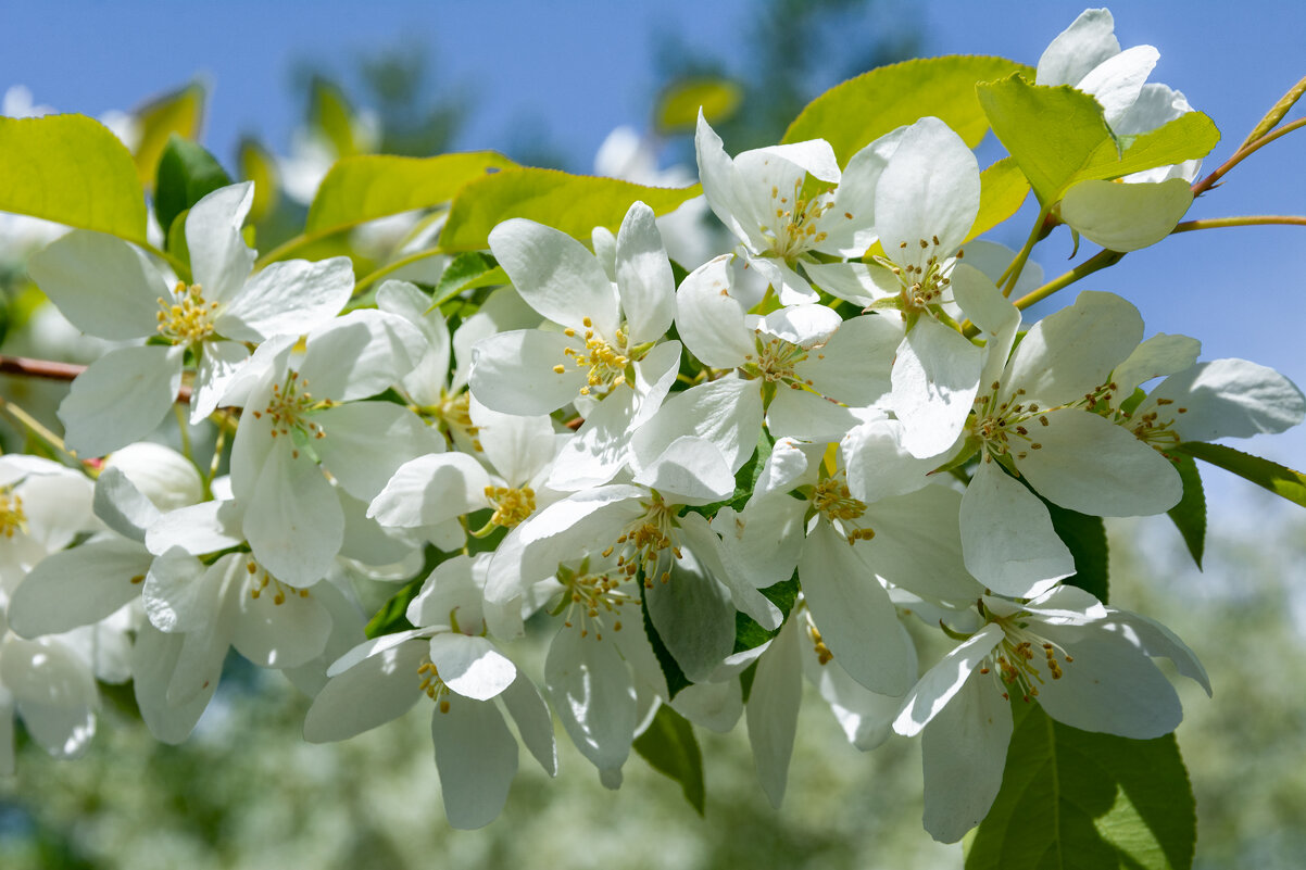 *** - Виктор Иванович Чернюк *** - Виктор Иванович Чернюк