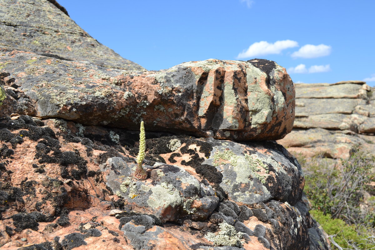 Цветёт заячья капустка - Андрей Хлопонин