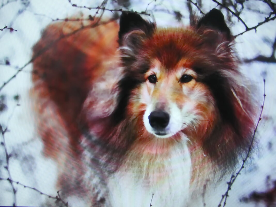 Соседский охранник - Людмила Смородинская Соседский охранник - Людмила Смородинская