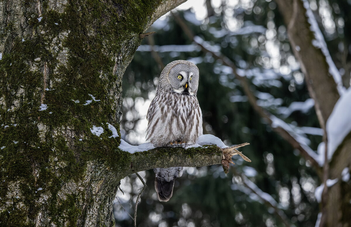 бородатая неясыть. - юрий макаров бородатая неясыть. - юрий макаров