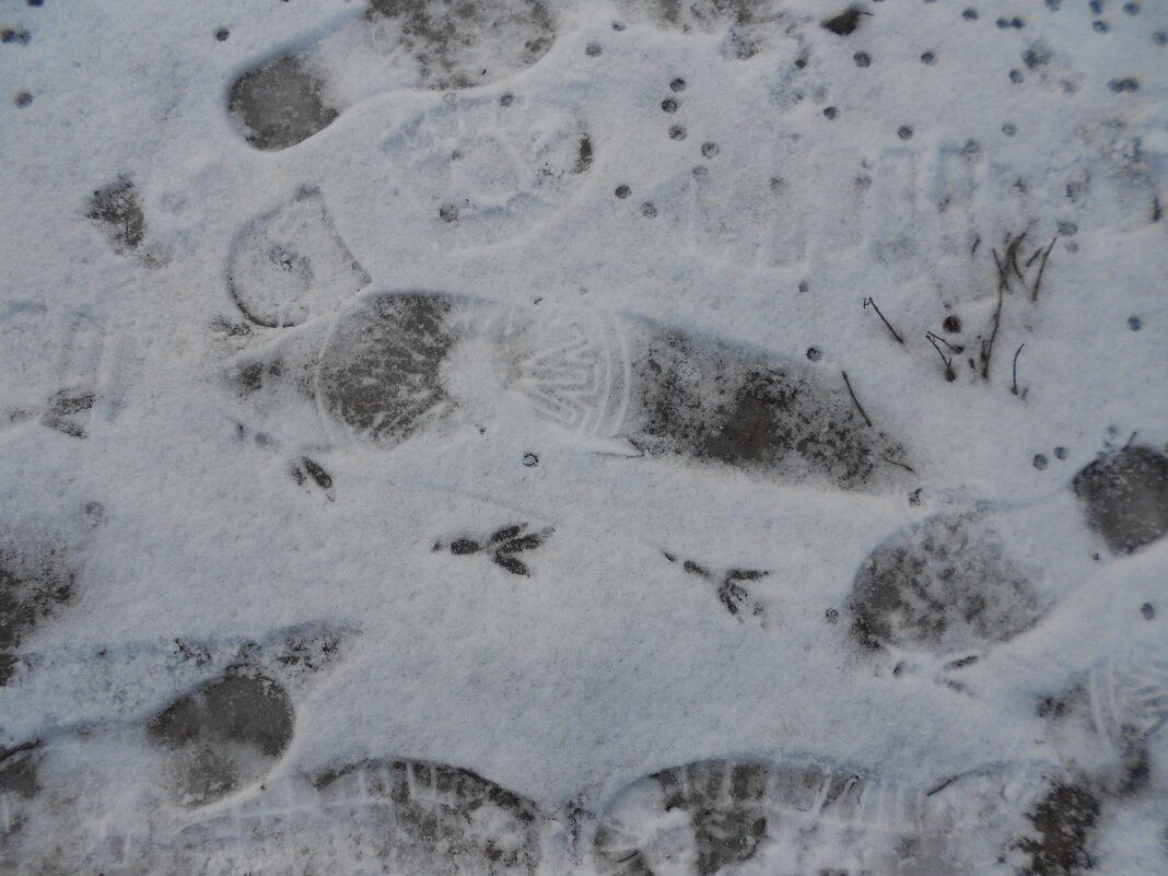 январские следы - Елена Шаламова