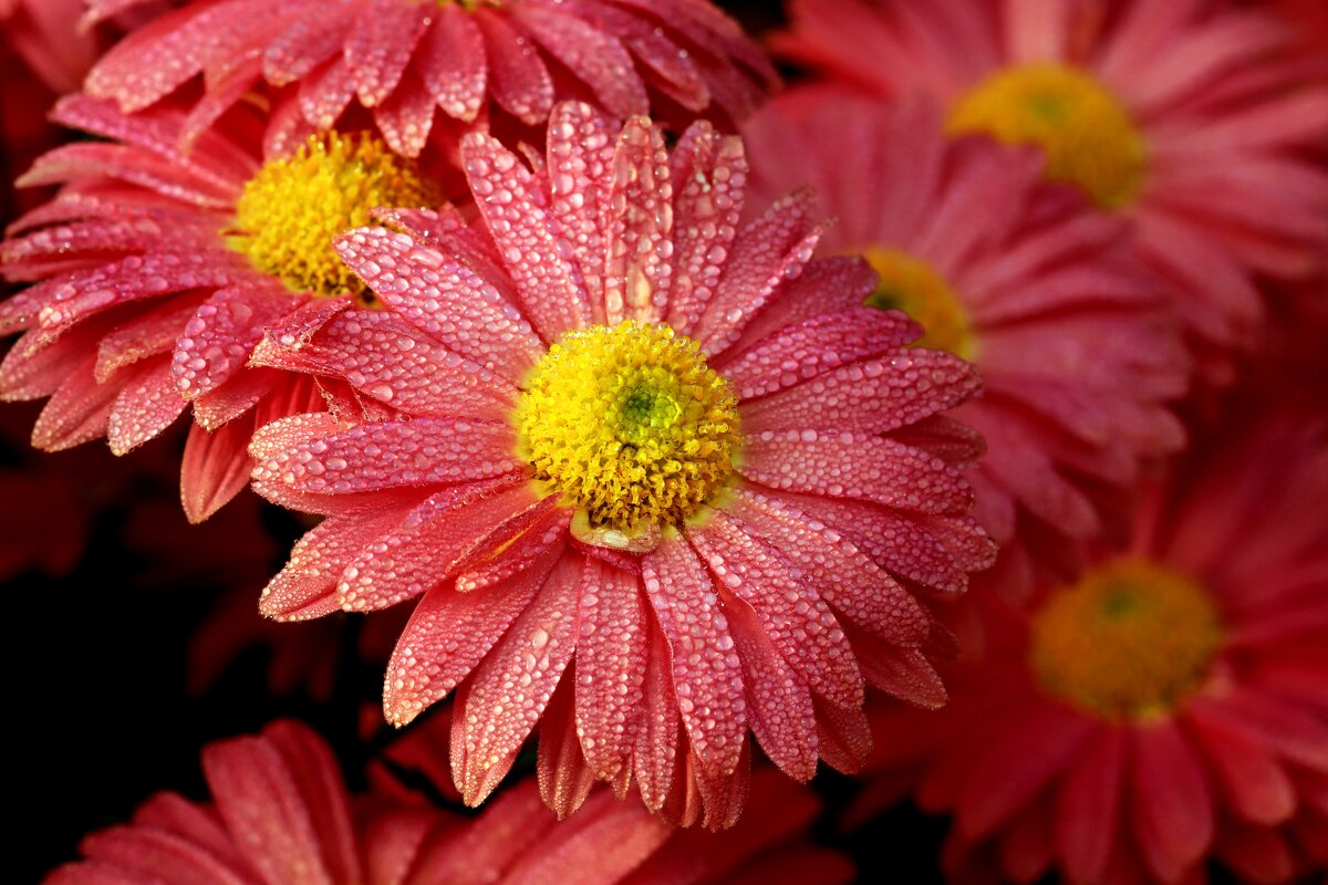 Доброе утро - Юрий. Шмаков