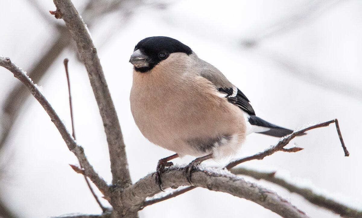 Снегирь. - Владимир Безбородов