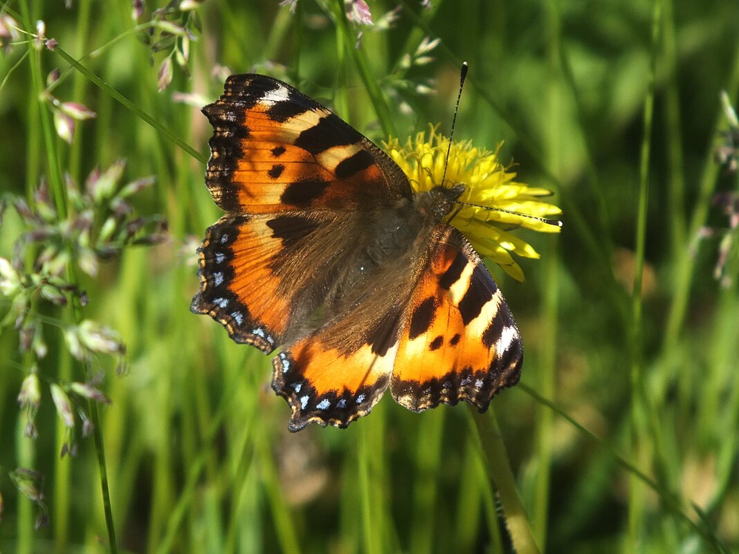 ** - Зоя Мишина