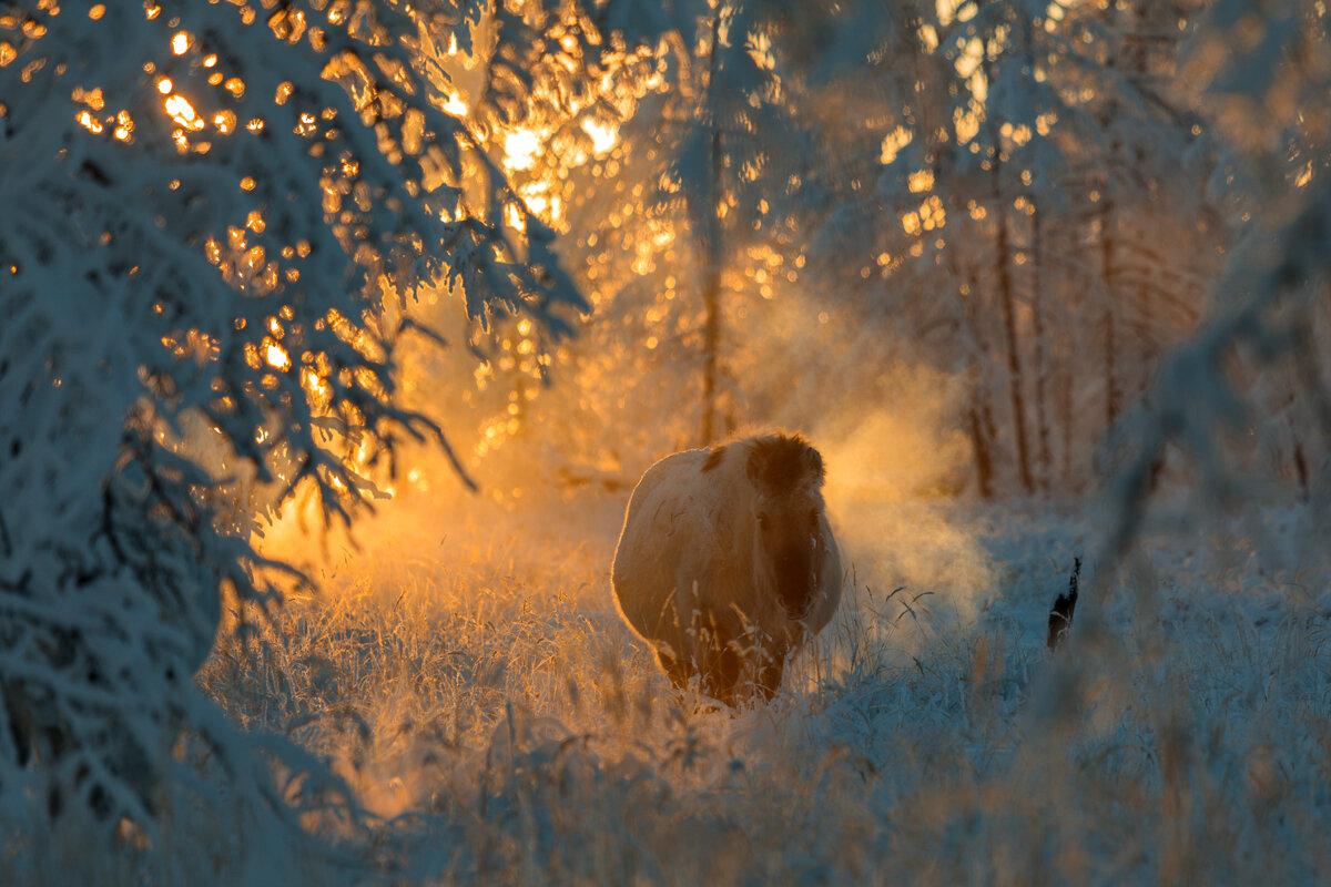 На рассвете - Михаил Потапов На рассвете - Михаил Потапов