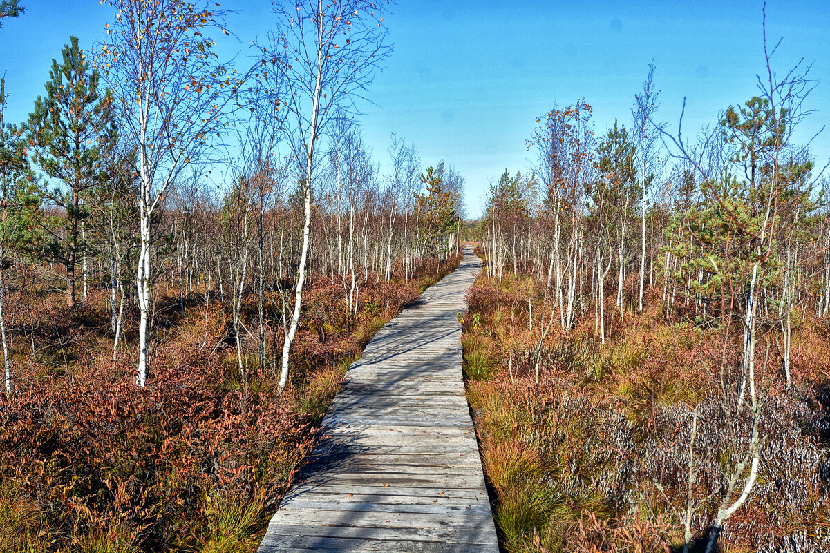 Дорожка - Виктор Журбенков