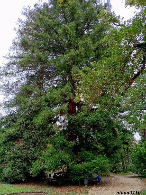 Адлер. Дендропарк "Южные культуры" - Нина Бутко Адлер. Дендропарк "Южные культуры" - Нина Бутко