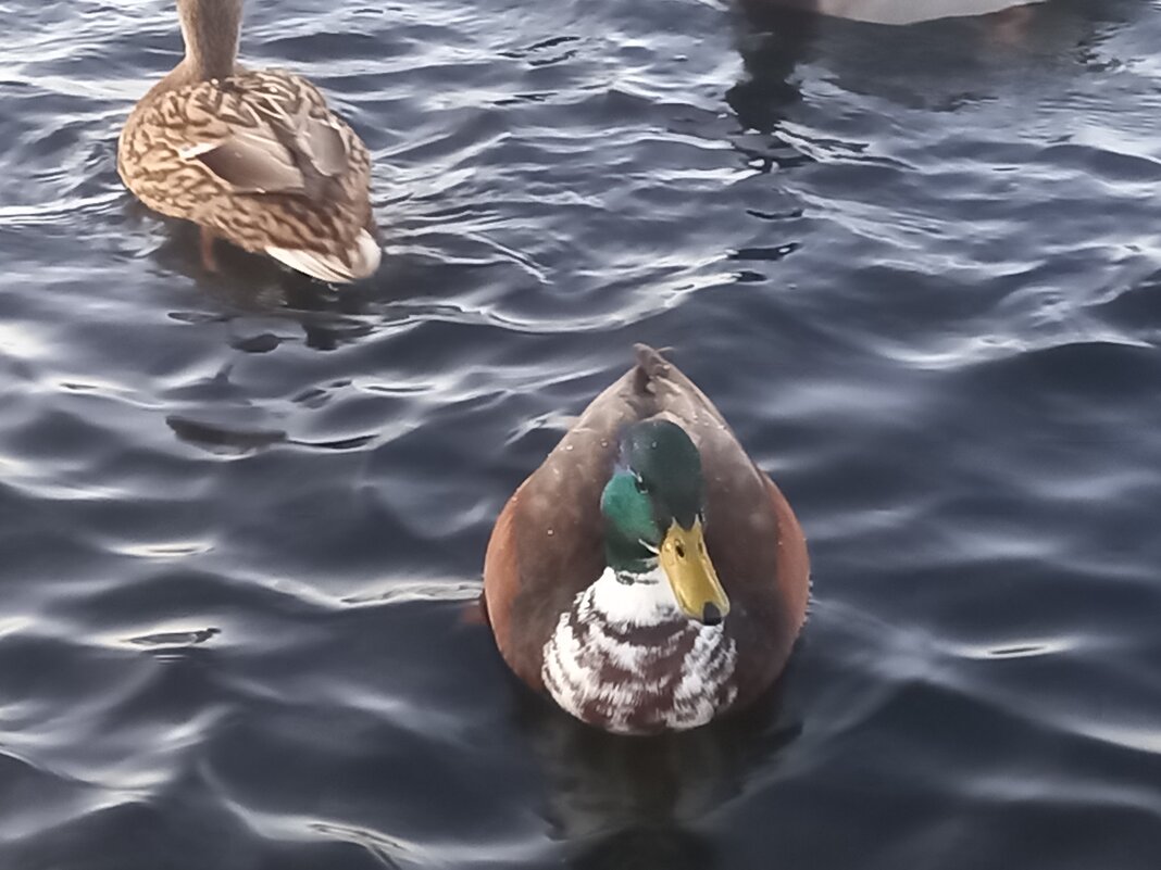 Утки - Сапсан 