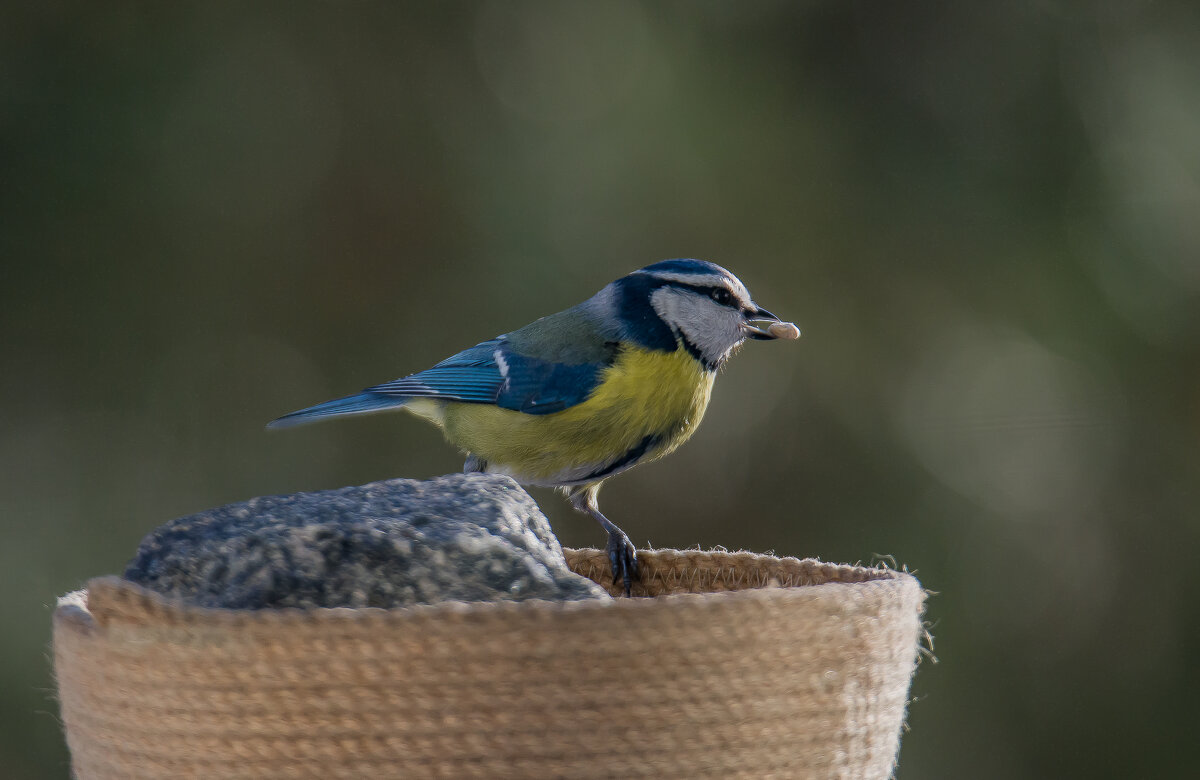 Лазоревка. - Sergey (Apg)