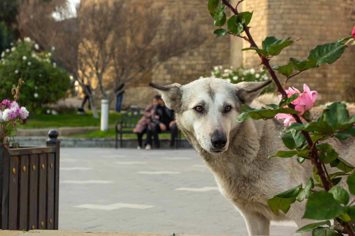 здраствуйте - Эмиль Иманов здраствуйте - Эмиль Иманов