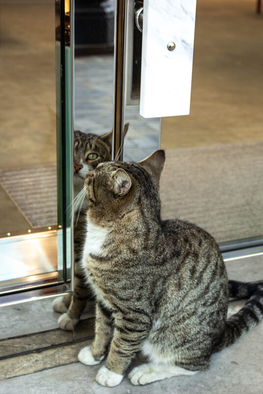 я все вижу - Эмиль Иманов