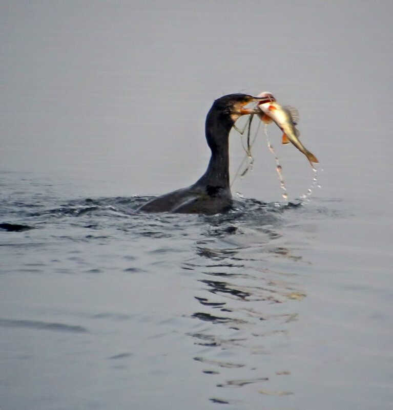 Удачная рыбалка - Андроник Александр 