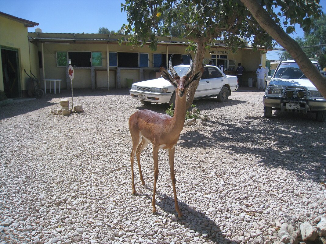 Домашняя антилопа из Сомалиленда. - unix (Илья Утропов)