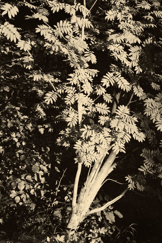 Название отсутствует - Денис Безногов