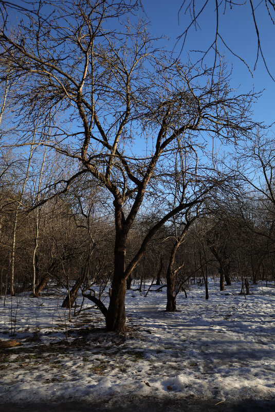 К солнцу ветвями - Dar(k) Life