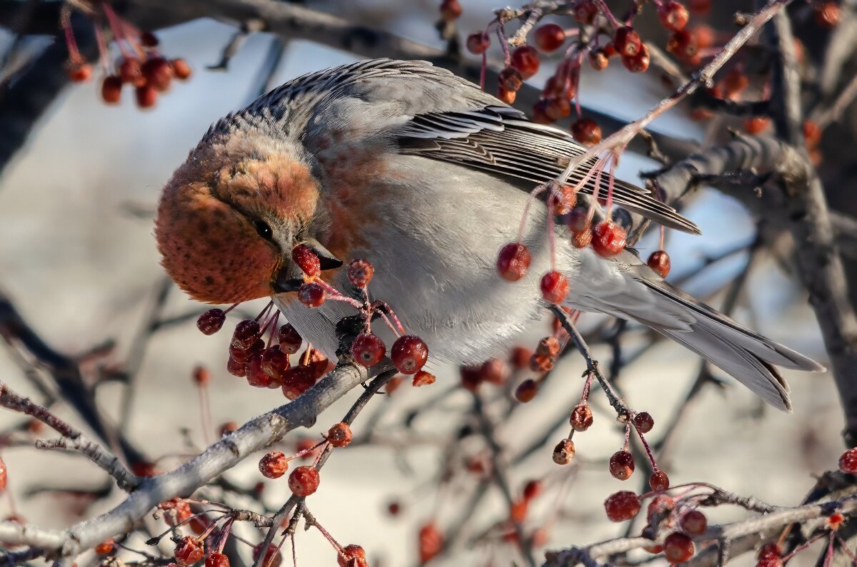 Щур. - Виктор Иванович Чернюк Щур. - Виктор Иванович Чернюк