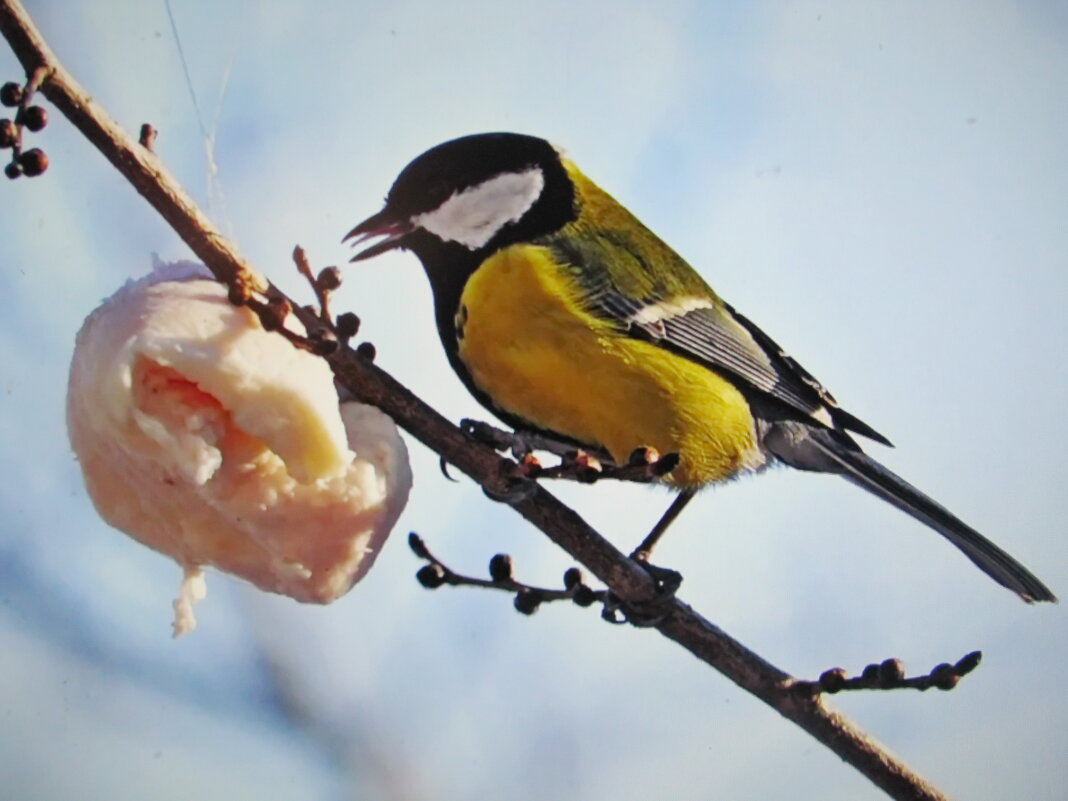 Рада находке - Людмила Смородинская Рада находке - Людмила Смородинская