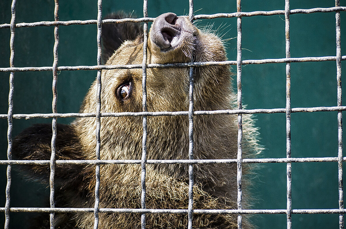 Это сладкое слово - "СВОБОДА" - Alexandеr P