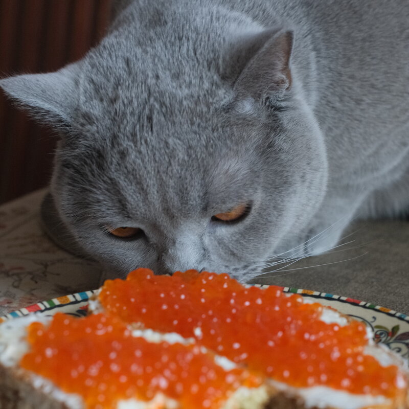 Сухой корм попал под санкции. Приходится кормить вот так... - Лютый Дровосек