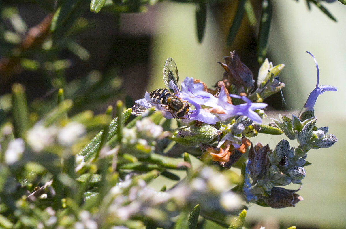 А вот и весеннее настроение...20.01.2025 - Светлана Тихонина А вот и весеннее настроение...20.01.2025 - Светлана Тихонина