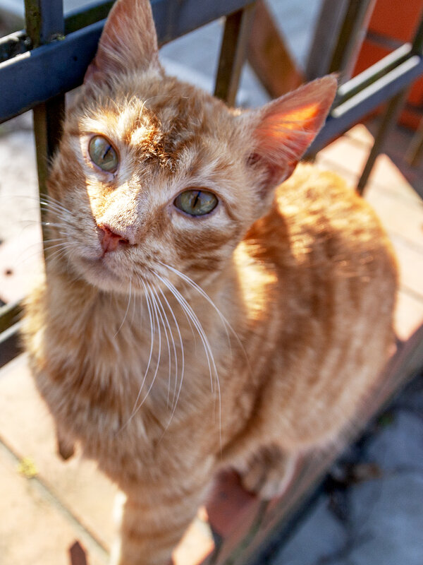 Пионерский - Дмитрий 