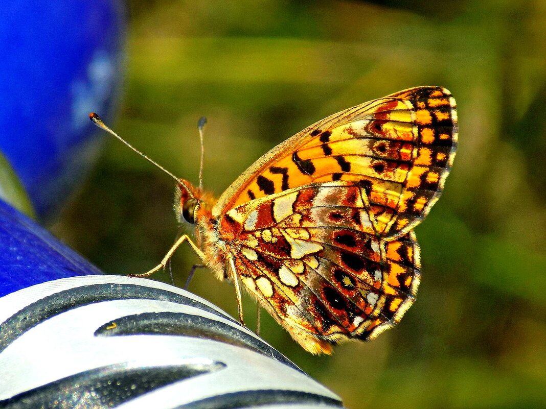 Перламутровка малая - Константин Штарк Перламутровка малая - Константин Штарк