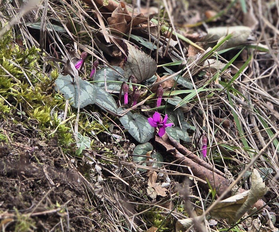 Фиалочки в лесу - Наталья (D.Nat@lia) Фиалочки в лесу - Наталья (D.Nat@lia)