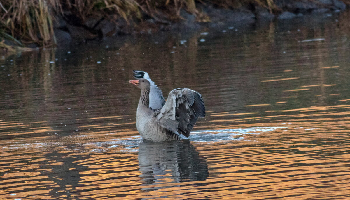 -- - vladimir -- - vladimir