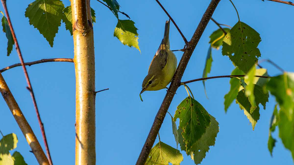 Пеночка - Владимир Лазарев Пеночка - Владимир Лазарев