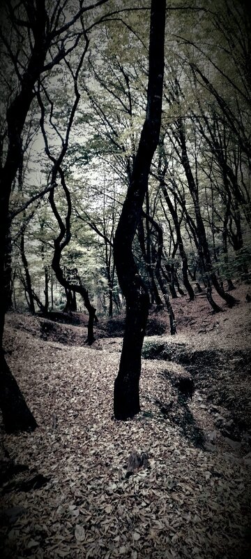 Сказочный лес. - Виктор Истомин