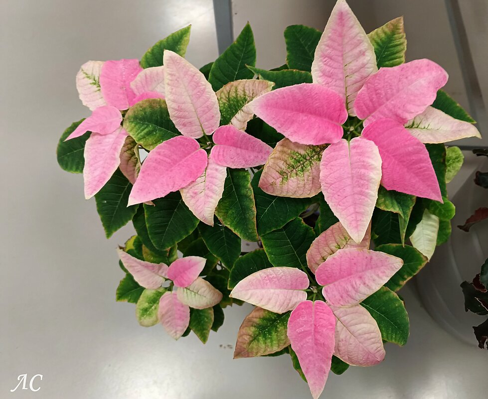 Пуансеттия - Любовь Сахарова