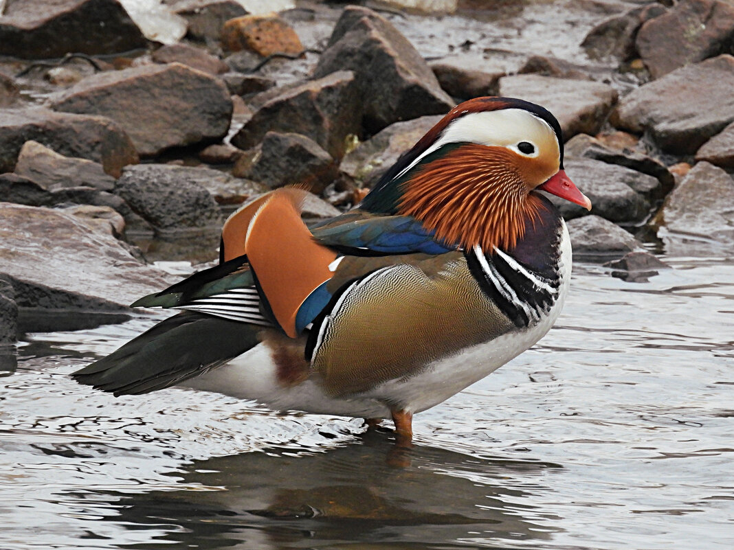 Мандаринка - Лина Мандаринка - Лина