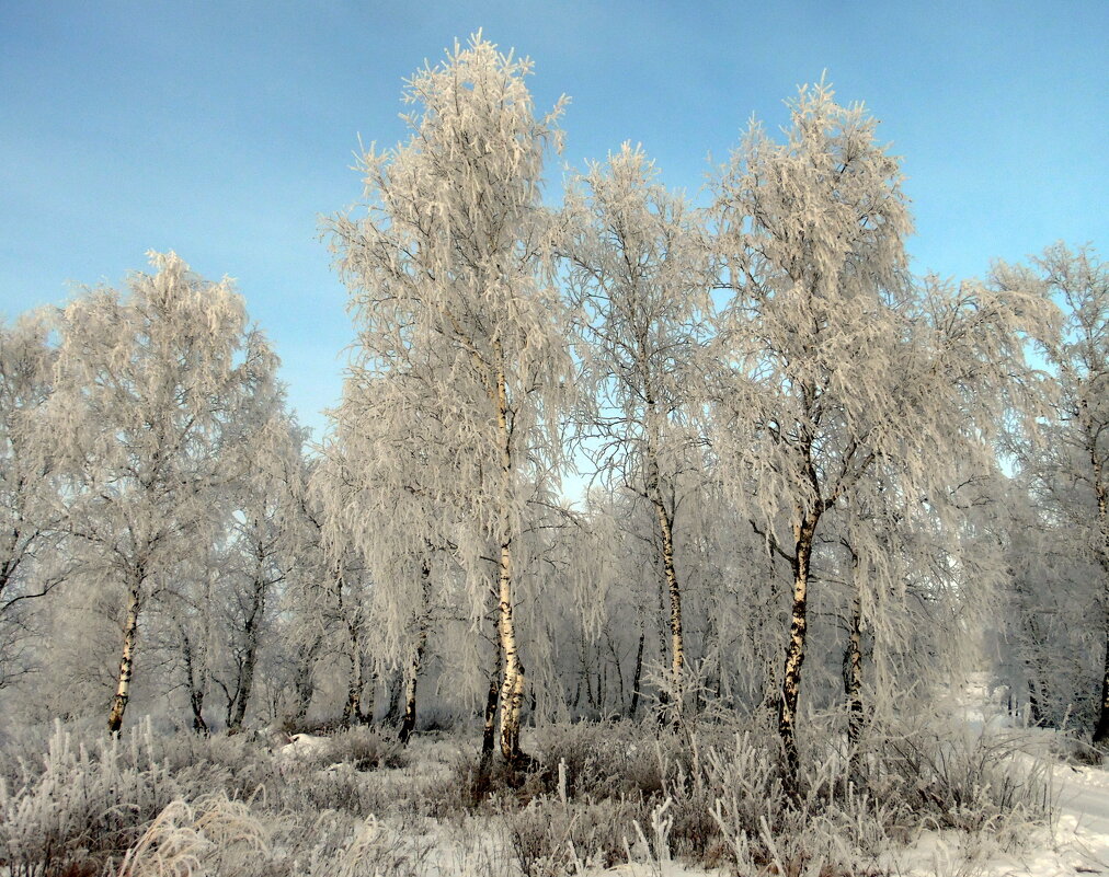 Берёзовый лесок. - nadyasilyuk Вознюк Берёзовый лесок. - nadyasilyuk Вознюк