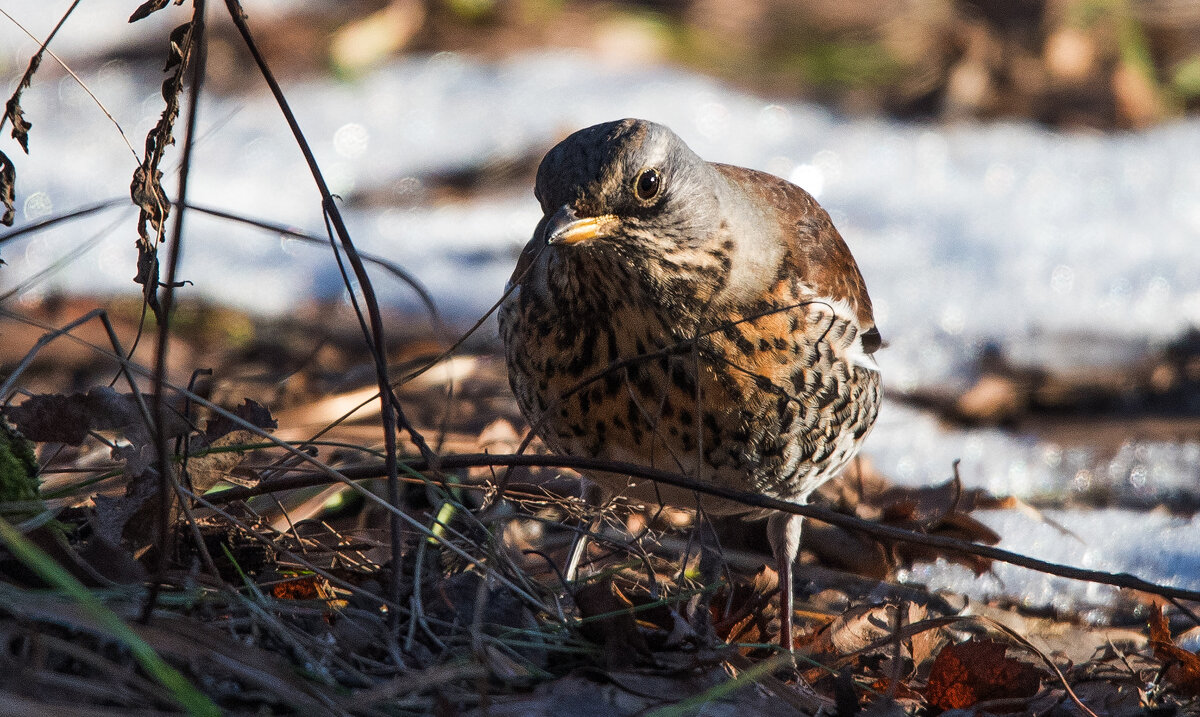 Дрозд. - Владимир Безбородов Дрозд. - Владимир Безбородов