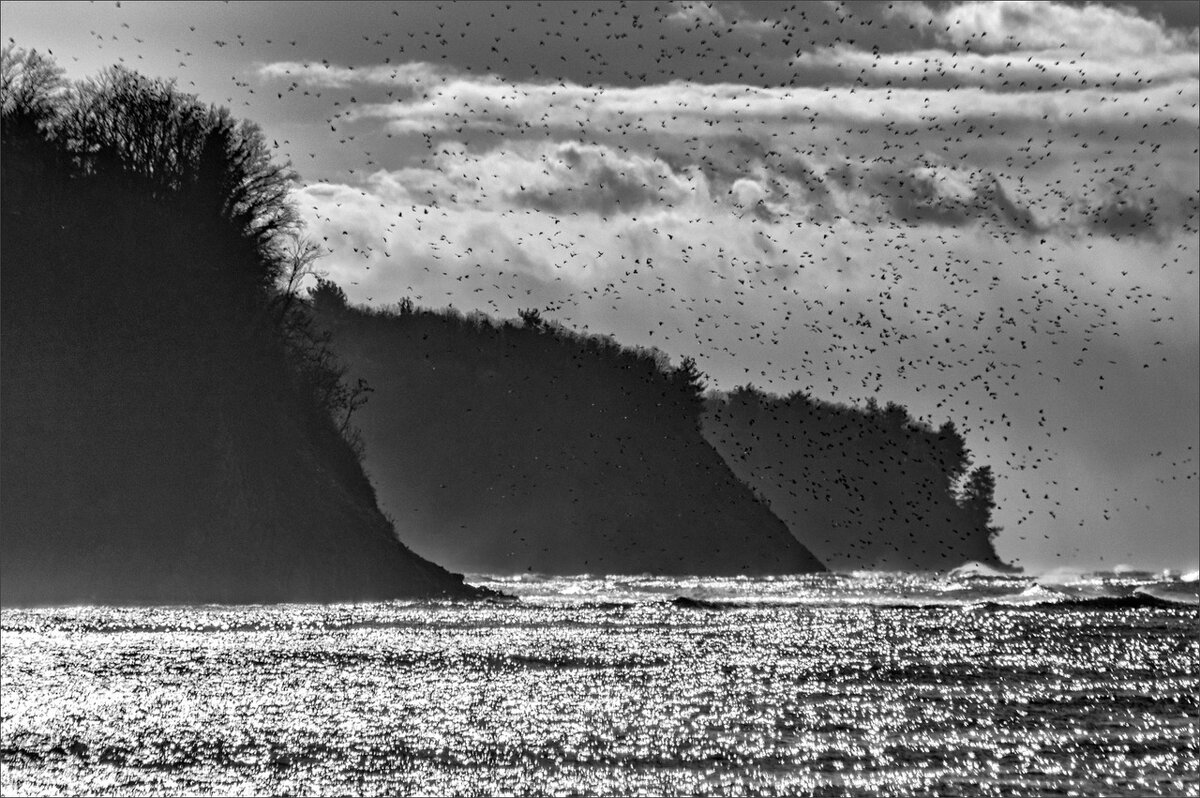 птицы над морем - Беспечный Ездок