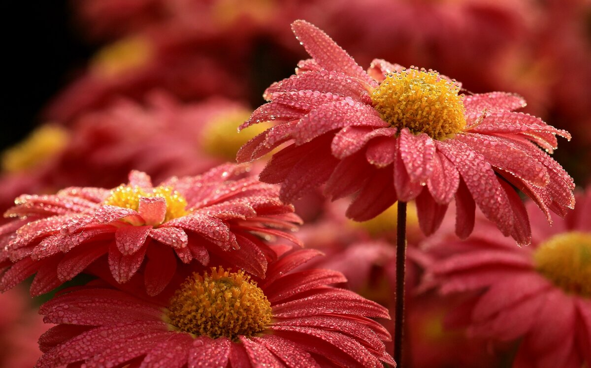 Утро - Юрий. Шмаков