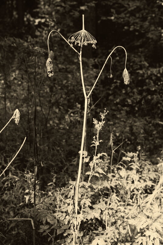 Название отсутствует - Денис Безногов Название отсутствует - Денис Безногов