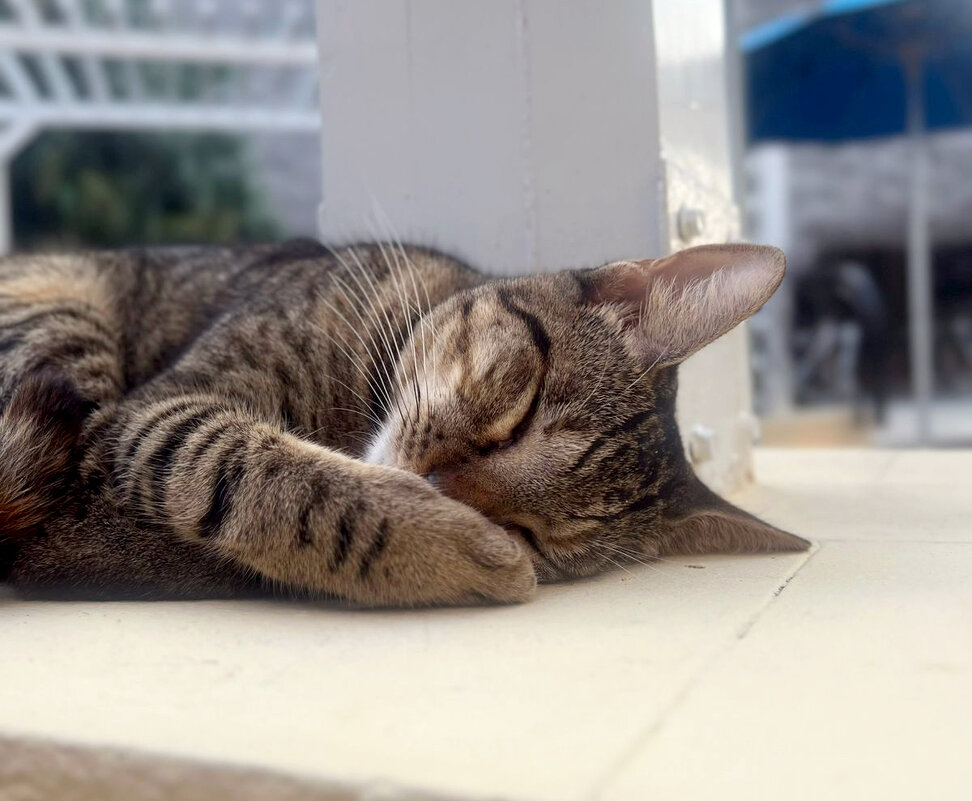 Кубинский Барсик) - Александра Николаева